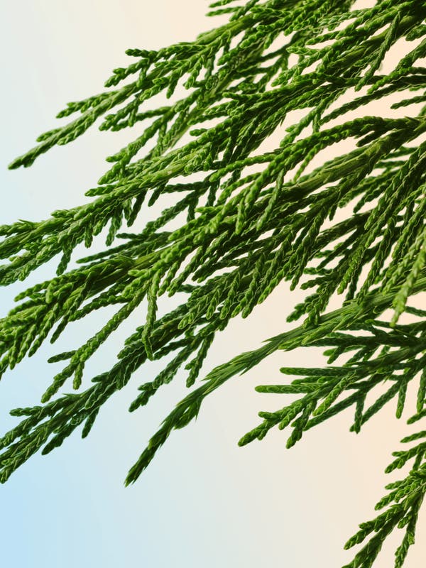 "Five stars. Fresh, manly. The cypress notes are slightly citrussy. Love it on my husband."