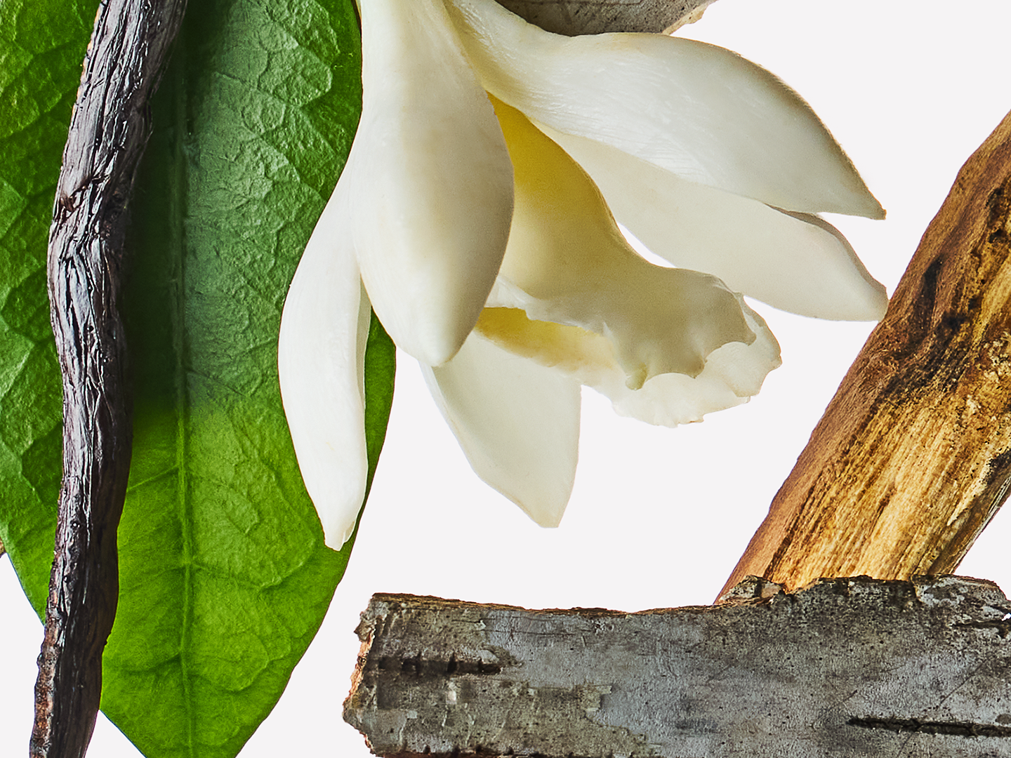 Vanilla Birch