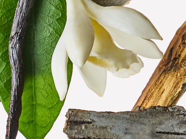 Vanilla Birch