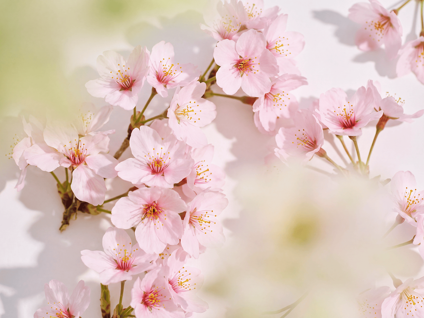 Japanese Cherry Blossom