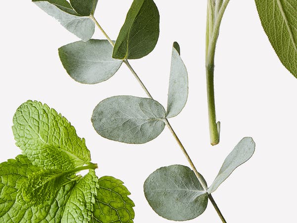 Eucalyptus Spearmint