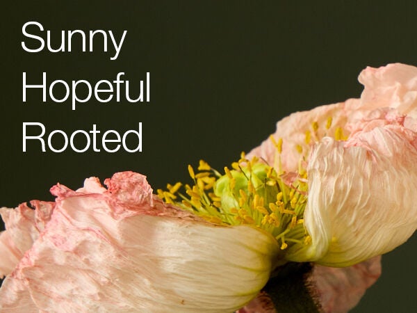 Sunny. Hopeful. Rooted.