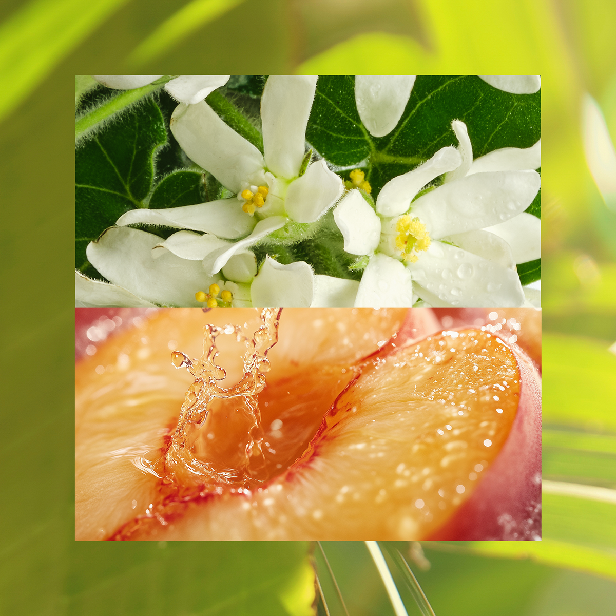 Vibrant Jasmine + Zesty Peach
Lush, soft and effortlessly romantic. Like a garden party scene in full bloom.