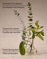 Eucalyptus Rain Wallflowers Fragrance Refill