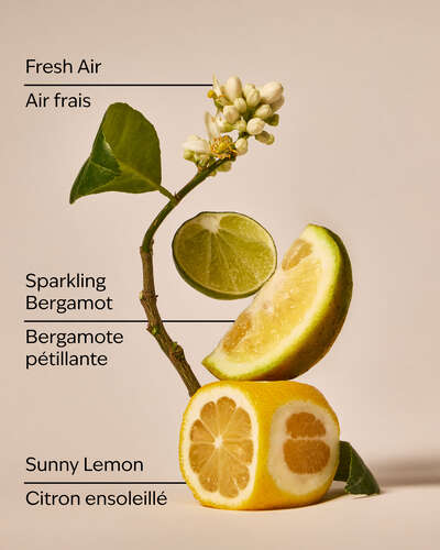 Clean House Vibes - Dazzling Citrus Wallflowers Fragrance Refill