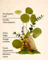 Bruine aux huiles essentielles mini Eucalyptus Spearmint