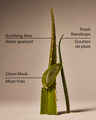 Cool Aloe Water Daily Moisturizing Hand Soap
