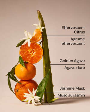 Sweet Orange & Agave 3-Wick Candle