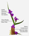 Very Violet 3-Wick Candle