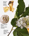 Recharge de fragrance Wallflowers Milk & Musk