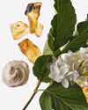 Milk & Musk Wallflowers Fragrance Refill