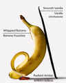 Banana Blend Perfume Mist