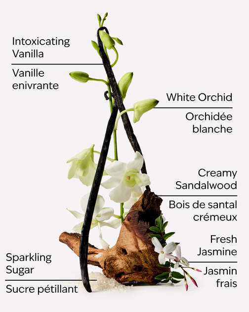 Warm Vanilla Sugar Wallflowers Fragrance Refill