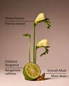 Lounge Talk Wallflowers Fragrance Refill