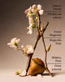 Forever Cherry Blossom Body Wash