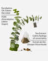Eucalyptus Tea Moisturizing Body Lotion