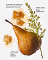 Golden Pear & Honey Wallflowers Fragrance Refill