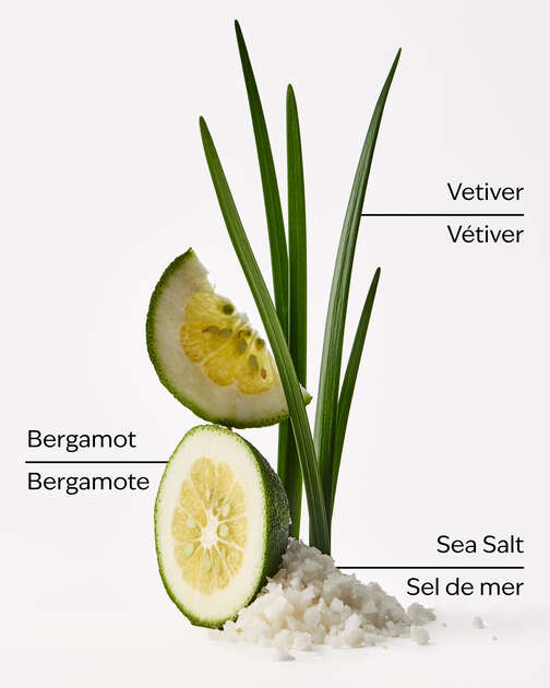 Sea Salt + Musk Fragrance Infused Liquidless Reeds