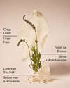 Linen & Lavender Wallflowers Fragrance Refill