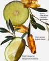 Olive Leaf & Bergamot Wallflowers Fragrance Refill