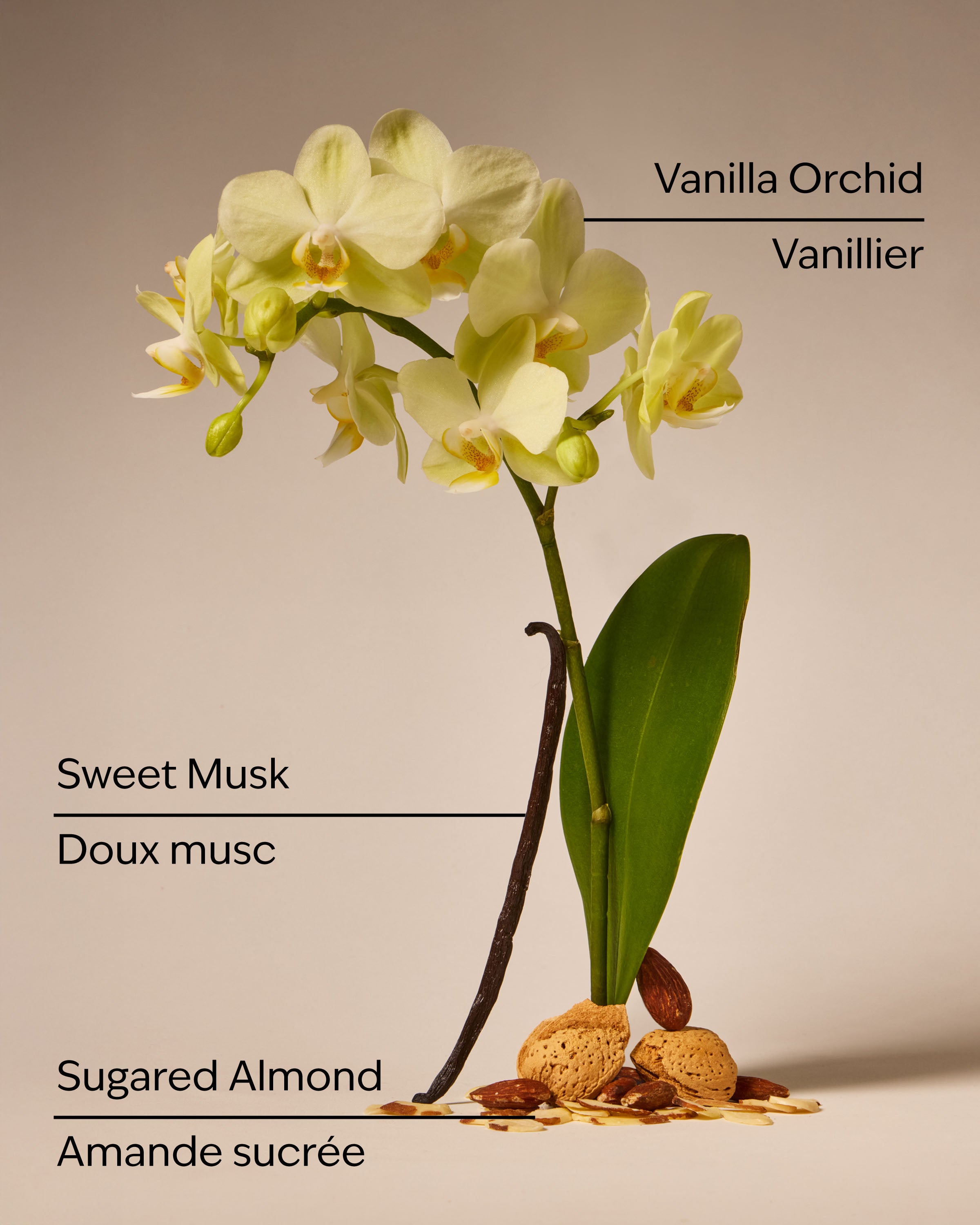 Cozy Vanilla Almond Gentle & Clean Foaming Hand Soap