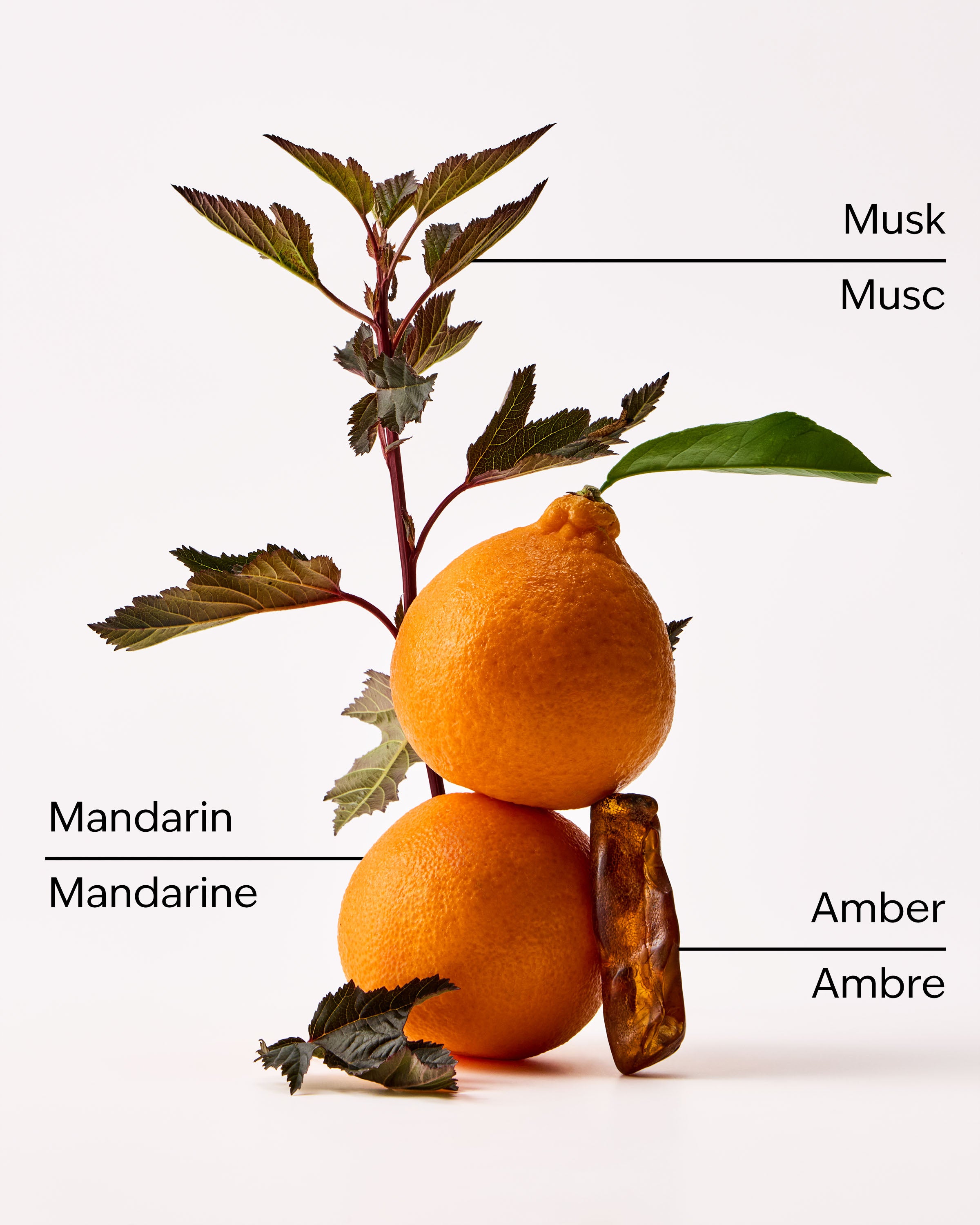 Cashmere Amber Eau De Parfum