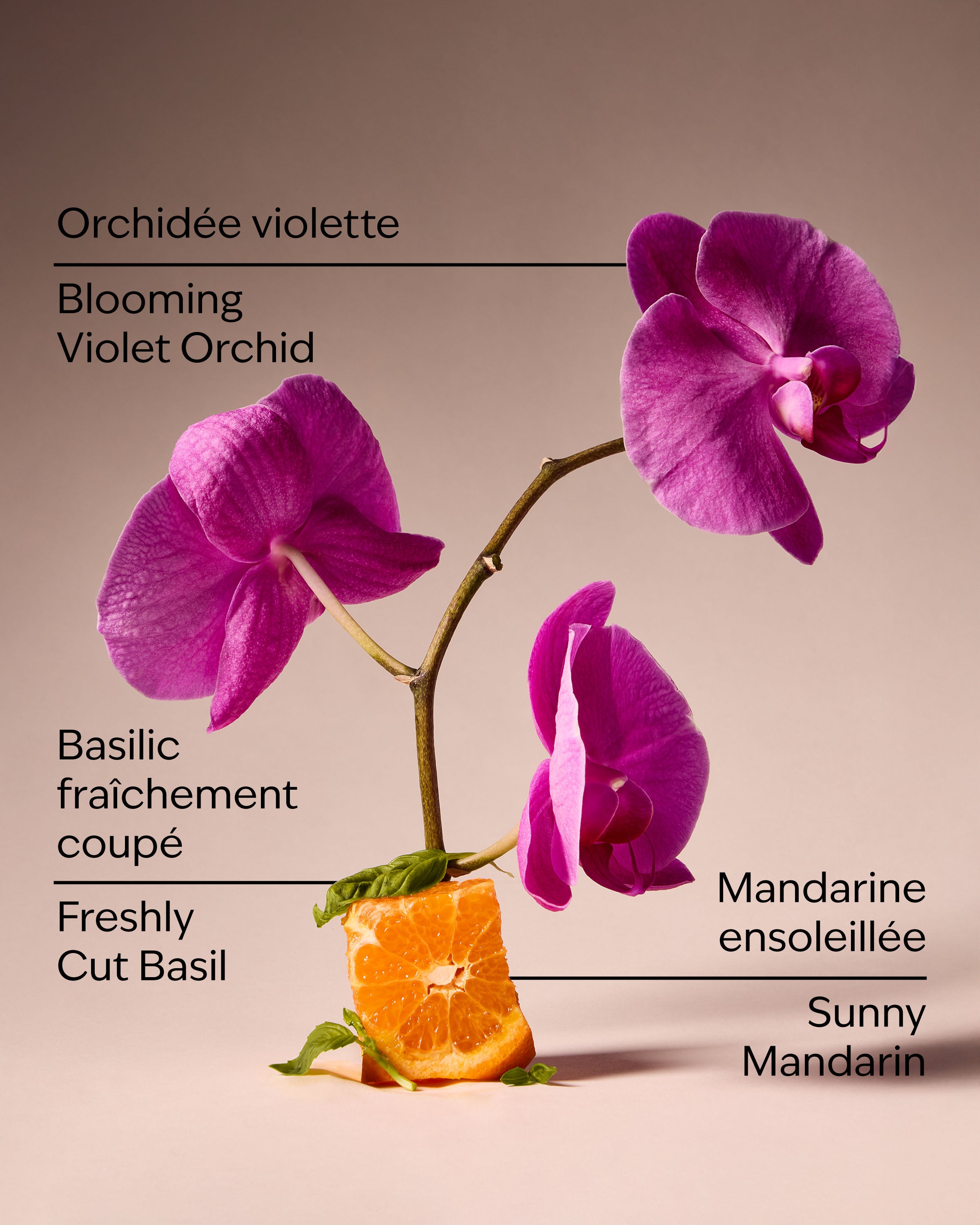 Gardenista Wallflowers Fragrance Refill