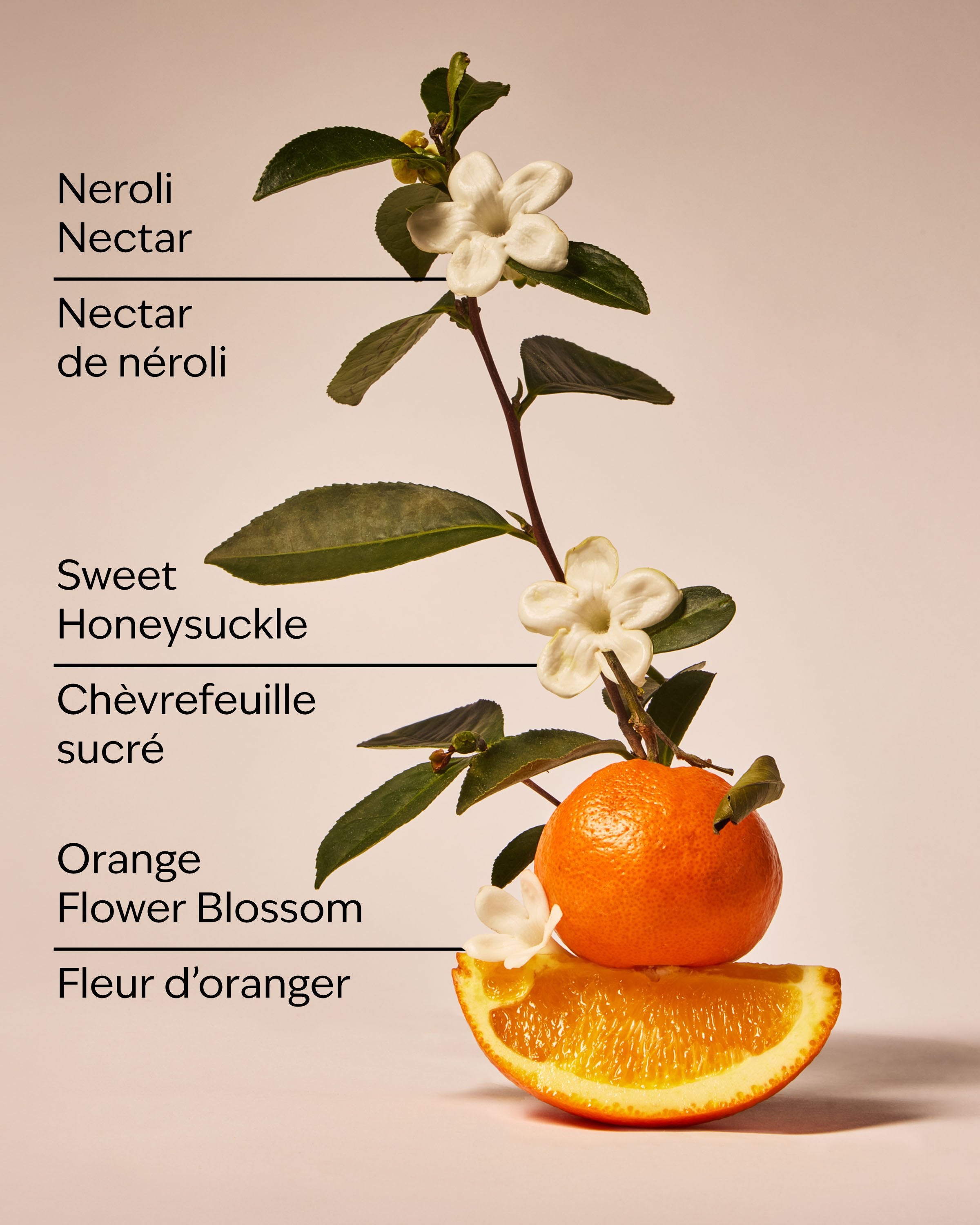 Backyard Honeysuckle 3-Wick Candle