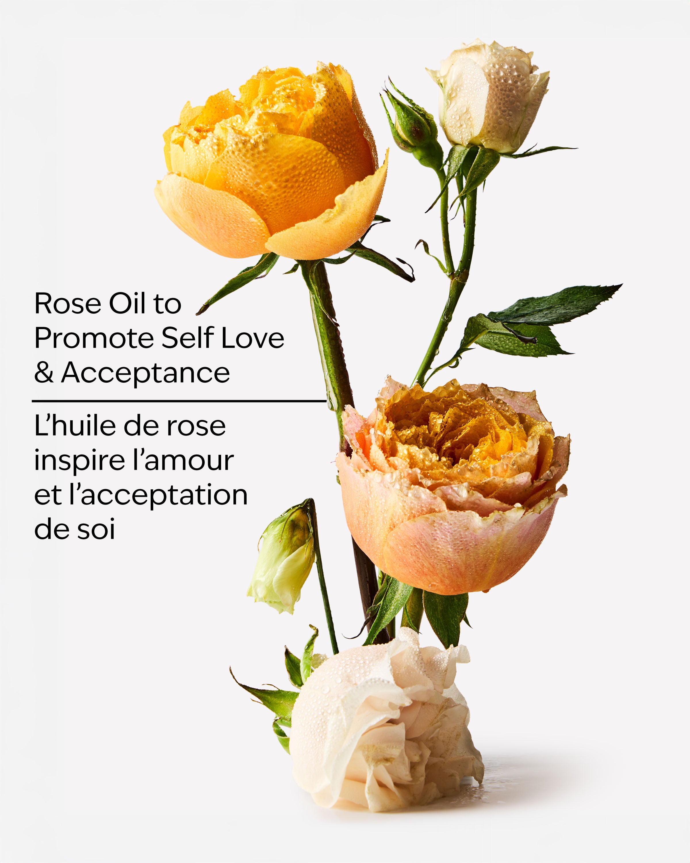 Heirloom Rose Body Wash & Foam Bath