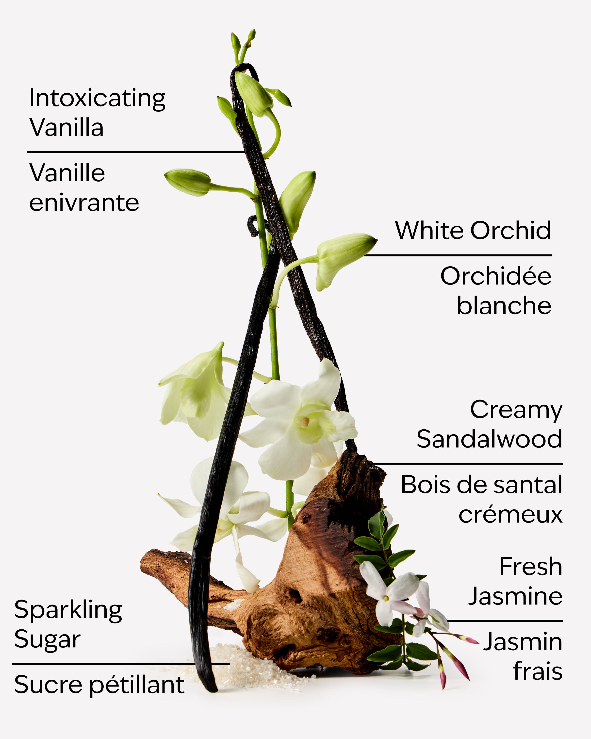 Warm Vanilla Sugar Wallflowers Fragrance Refill