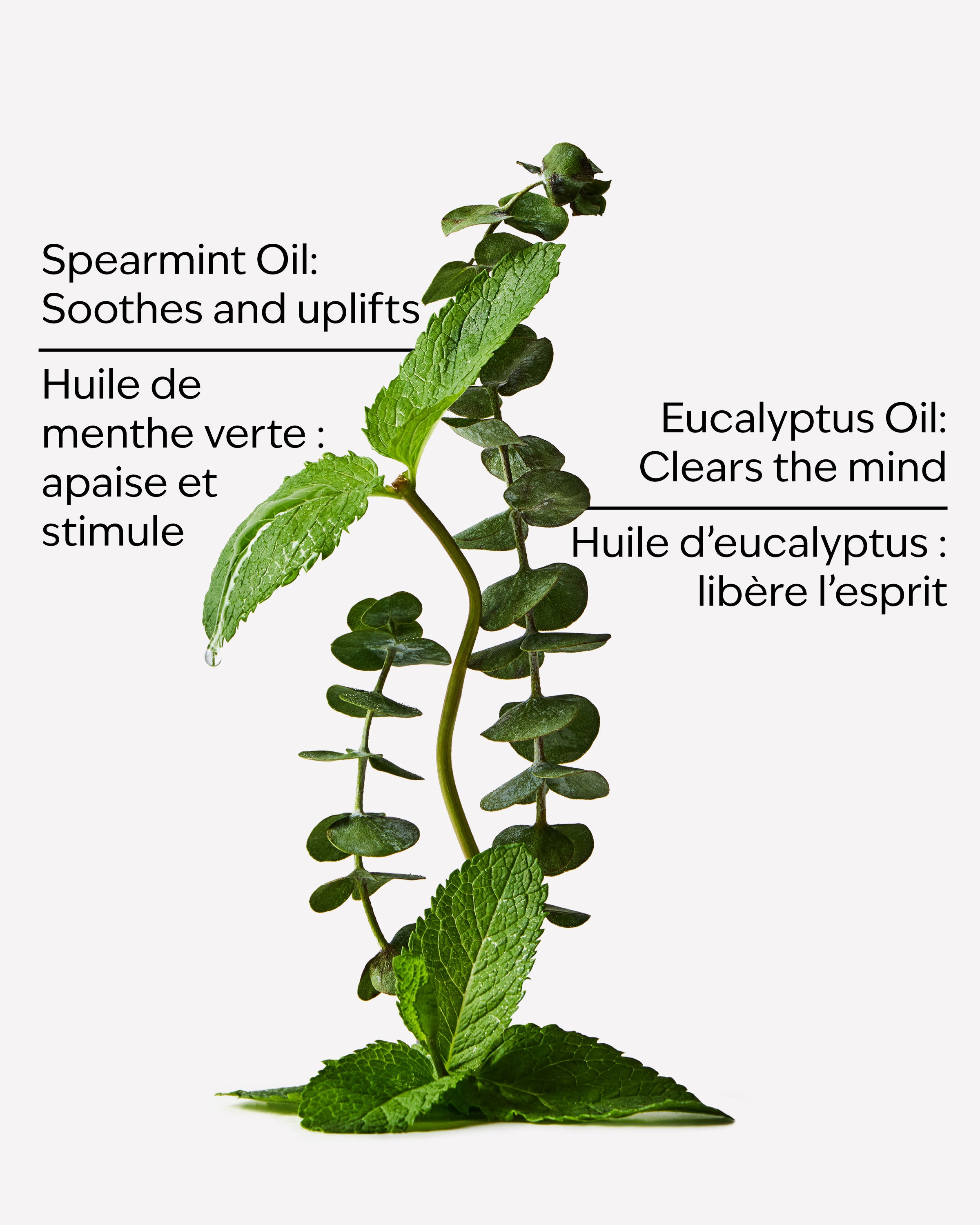 Eucalyptus Spearmint Gift Set