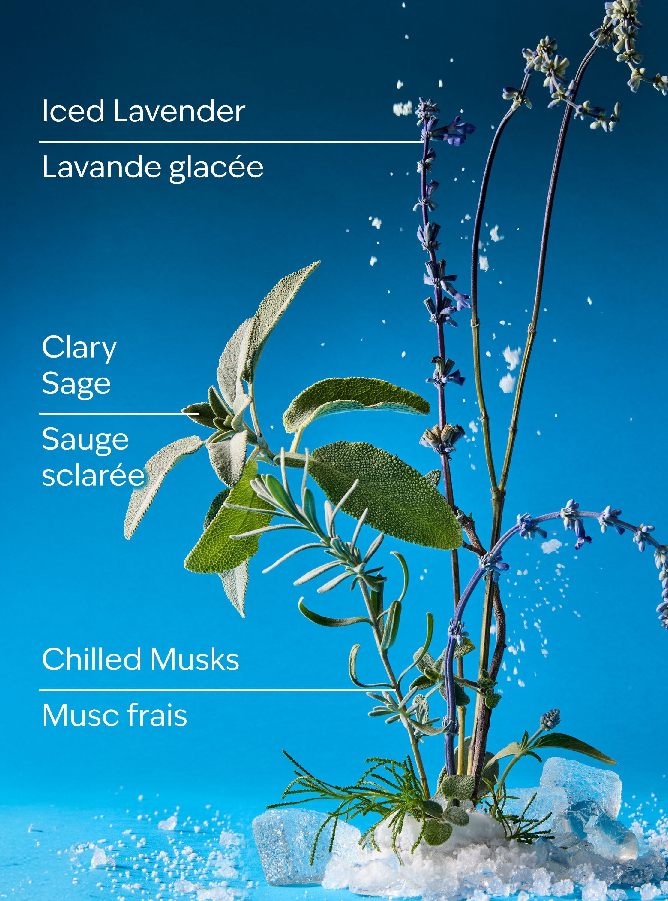 Iced Blue Lavender Wallflowers Fragrance Refill