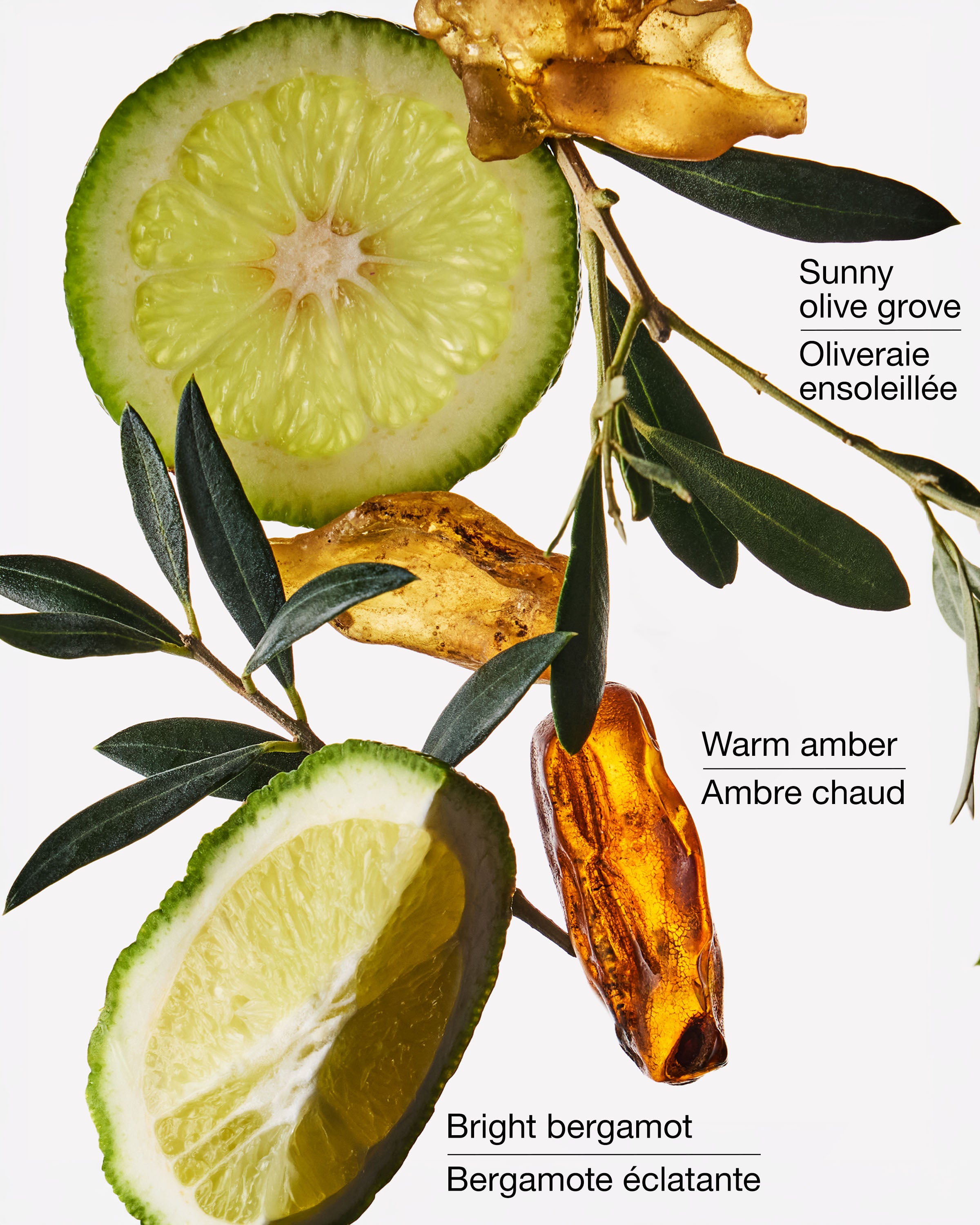 Recharge de fragrance Wallflowers Olive Leaf & Bergamot